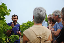 Tours of the winery and vineyards for wine tourism