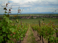 Spiegel's vineyard  Grand Cru for wine tourism