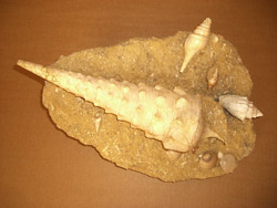 fossile de Campanils Giganteum
