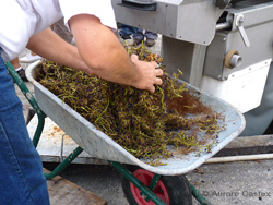 Oenotourisme: Un dimanche de vendanges au Domaine Guinand, par Aurore Castex
