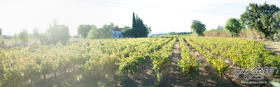 Oenotourisme à la cave coopérative du Vignoble des 2 Terres à St Felix de Lodez