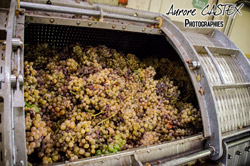 Oenotourisme à la cave coopérative des vignerons de St Felix St Jean par Aurore Castex