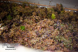 Oenotourisme à la cave coopérative des vignerons de St Felix St Jean par Aurore Castex