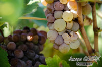 Oenotourisme à la cave coopérative des vignerons de St Felix St Jean par Aurore Castex