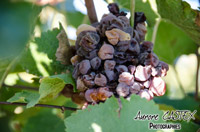 Oenotourisme à la cave coopérative des vignerons de St Felix St Jean par Aurore Castex