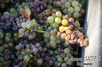 Oenotourisme à la cave coopérative des vignerons de St Felix St Jean par Aurore Castex