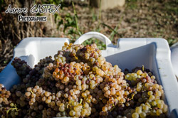Oenotourisme à la cave coopérative des vignerons de St Felix St Jean par Aurore Castex