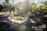 Oenotourisme à la cave coopérative des vignerons de St Felix St Jean par Aurore Castex