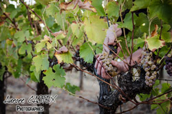 Oenotourisme à la cave coopérative des vignerons de St Felix St Jean par Aurore Castex