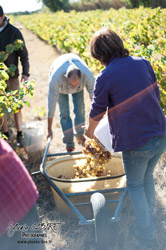 Oenotourisme à la cave coopérative des vignerons de St Felix St Jean par Aurore Castex