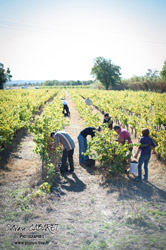 Oenotourisme à la cave coopérative des vignerons de St Felix St Jean par Aurore Castex