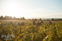 Oenotourisme à la cave coopérative des vignerons de St Felix St Jean par Aurore Castex