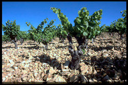 Oenotourisme à la cave coopérative du Vignoble des 2 Terres à St Felix de Lodez