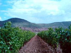 Oenotourisme à la cave coopérative du Vignoble des 2 Terres à St Felix de Lodez 