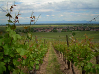 Spiegel's vineyard Grand Cru for wine tourism