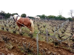 Travail du sol à cheval