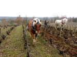 Travail du sol à cheval
