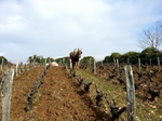 Travail du sol à cheval