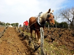 Travail du sol à cheval