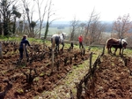 Travail du sol à cheval