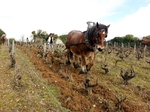 Travail du sol à cheval