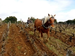 Travail du sol à cheval