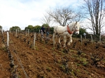 Travail du sol à cheval