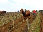 Travail du sol à cheval