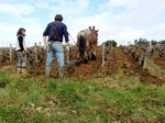 Travail du sol à cheval