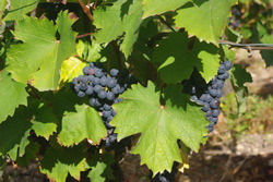 L'oenotourisme découvre la culture biologique du Pineau d'Aunis