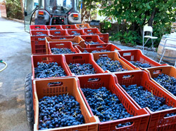 Vignoble pour l'oenotourisme