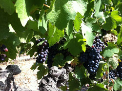 Vignoble pour l'oenotourisme au Pic Saint Loup