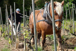 Savoir observer un vignoble permet d'acheter des bons vins