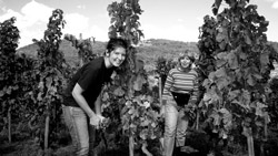 Vignoble pour l'oenotourisme