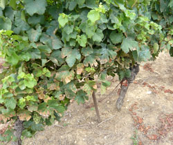 Brûlures phytosanitaire du feuillage