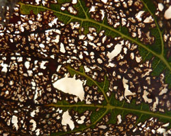 Beetle damage