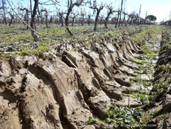 Compaction des sols viticoles