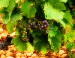 Coulure sur Grenache