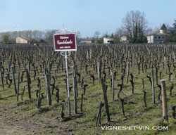 oenotourisme à saint émilion, vignes-et-vin.com